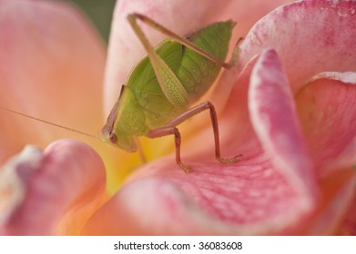 Green Aphid On Rose