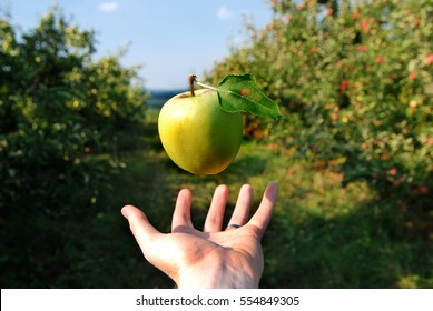 A green apple hovers over a hand in an orchard