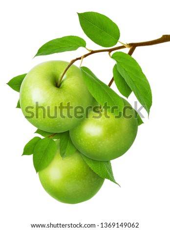 Green Apple isolated. Three ripe juicy apples on  branch with leaves isolated on white background as package design