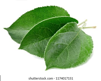 Green apple leaf isolated on white with