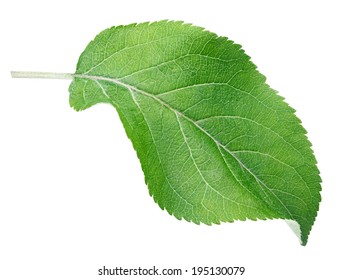 Green apple leaf isolated on white with clipping path