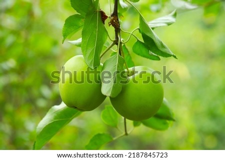 Green apple on a branch against the backdrop of nature, shallow depth of field