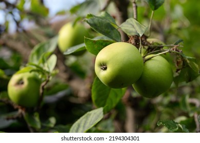 Green Apple On Tree, Apples Bunch 