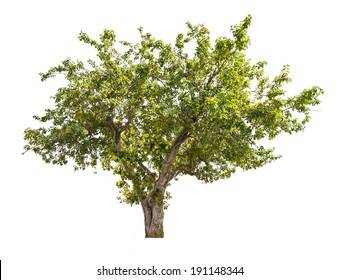 Green Apple Tree With Small Fruits Isolated On White Background