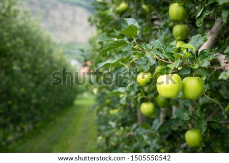 Green apples in an apple plantation in South Tyrol (Laas, Italy)