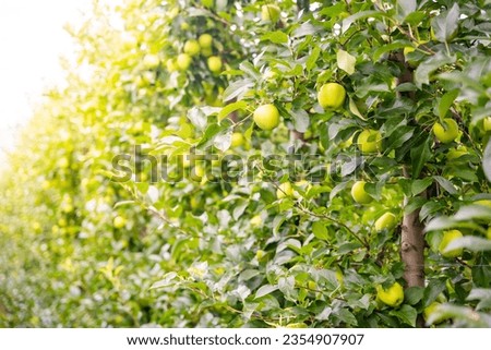 Green apples in an apple plantation in South Tyrol, San Pietro town in Italy. High quality photo