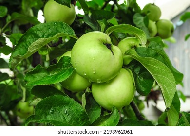 green apples grow on an apple tree branch after the rain. gardening and cultivation of apples concept
