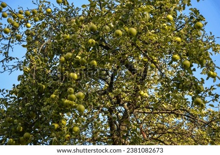 Lot of green apples growing on apple tree branches in the orchard with blue sky on background
