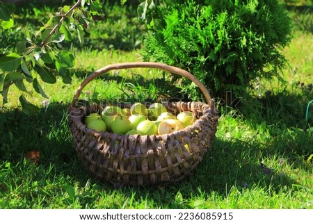 Similar – Image, Stock Photo orchard meadow, apple harvest