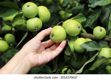 Green Apples On A Branch And Female Hand Close Up. Woman Picking Up Fruit From The Tree In A Summer Garden