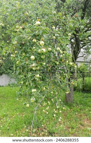Green apples on a branch in a garden in the village