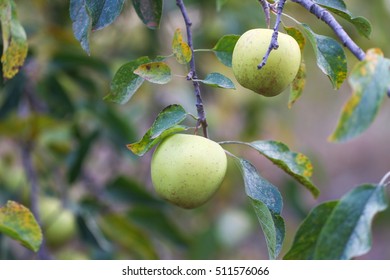 Green apples on a branch ready to be harvested