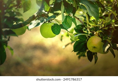 green apples on the branch of the tree close-up on the background of the garden. Selective focus. Agriculture. Green apples on the tree. Apple tree branch with fruits.  - Powered by Shutterstock