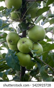 As sure as god made green apples Harry Caray Sure As God Made Green Apples Youtube