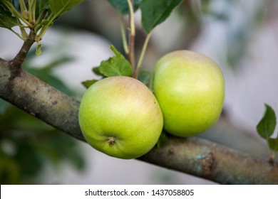 How Do You Like Them Apples Images Stock Photos Vectors
