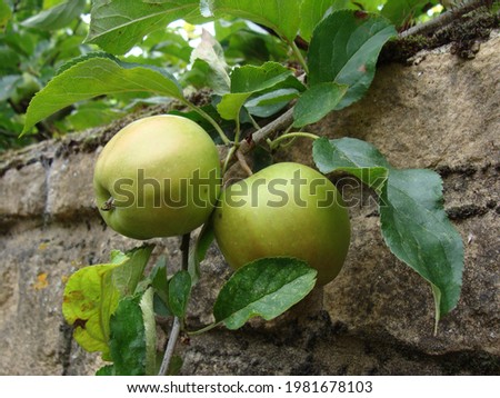 Similar – pears Pear Tree Fortress