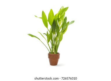 Green Aquarium Plants On White