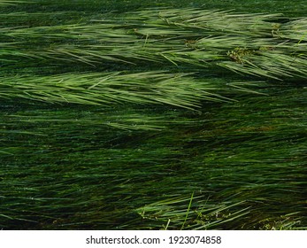 The green aquatic plants and reed beds of the River Misbourne, in Buckinghamshire, England.