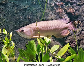 The Green Arowana in freshwater aquarium. Asian arowana (Scleropages formosus) is one of the world's most expensive cultivated ornamental fishes, an endangered species.