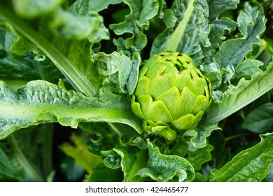 Green Artichoke Plant