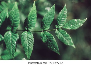 Green Ash Or European Ash  Leaf Isolated. Green Nature Background