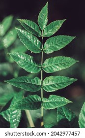 Green Ash Or European Ash  Leaf Isolated. Green Nature Background