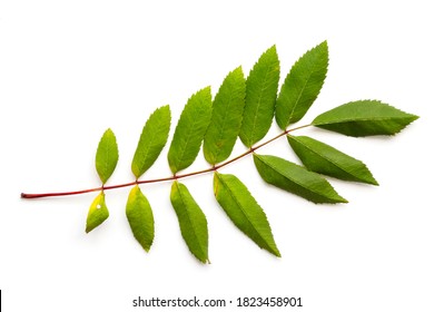 Green Ash Leaf Isolated On A White Background