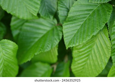 green ash tree branches as a background, green ash tree leaves close-up, green ash tree leaves close-up, natural background, sustainable development concept - Powered by Shutterstock