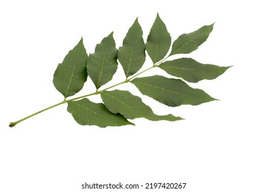 Green Ash Tree (Fraxinus Americana) Leaf Isolated On A White Background. Summer View.