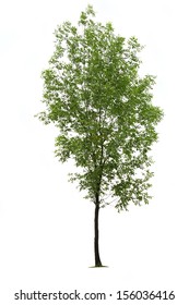 Green ash tree on white background