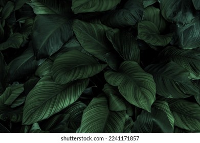Green Asian tropical leaves in the park - Shutterstock ID 2241171857
