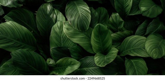 Green Asian tropical leaves in the park