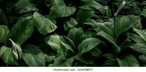 Green Asian tropical leaves in the park - Shutterstock ID 2254708077