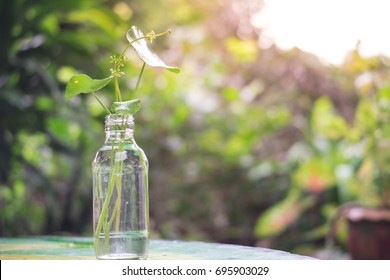 green Asiatic leaf in glass vase for background
