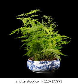 Green Asparagus Fern 