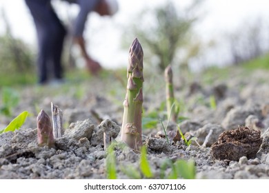 Green Asparagus in the Field