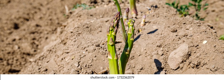 Green Asparagus Plant In Garden Bed. Agricultural Field With Green Young Asparagus Sprouts On Sandy Soil, Close Up. Gardening  Background, Close Up , Banner