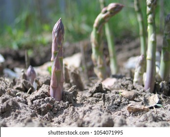 Green asparagus plant grows in garden bed. Growing process of asparagus shoots. Agricultural field with green young asparagus sprouts on sandy soil, close up. Gardening background