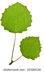 Green Aspen Leaf Isolated On White