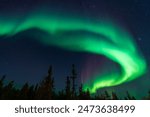 Green Aurora and fir trees silhouettes. Yellowknife, Northwest Territories, Canada. Real photos.