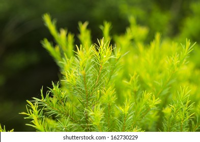 Green Australian Tea Tree.