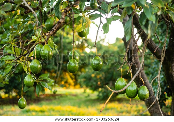 Green avocado on the mature tree. Brazilian\
production of Avocados. The avocado, belonging to the Lauraceae\
family, is an arboreal\
fruit