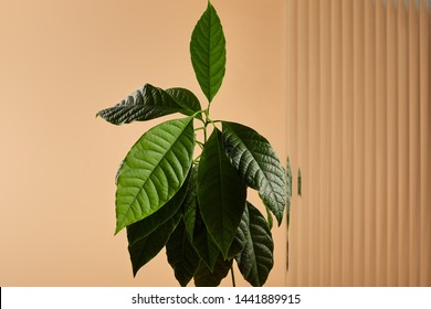 Green Avocado Tree Leaves Near Reed Glass Isolated On Beige