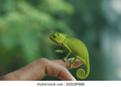 Green Baby Chameleon With Curled Up Tail