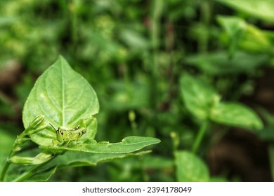 Green baby grasshopper, crawling on green leaf with blur background. - Shutterstock ID 2394178049