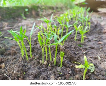 Green Baby Kale Become Sprout