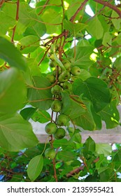 Green Baby Kiwi Fruit Actinidia Arguta Growing On The Vine