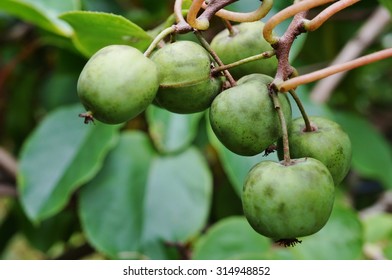 Green Baby Kiwi Fruit Actinidia Arguta Growing On The Vine