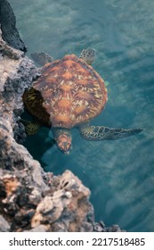 A green back turtle with colourful shell swimmin gin clear waters