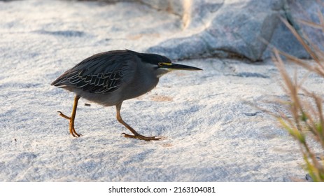 A Green Backed Heron Taking A Step